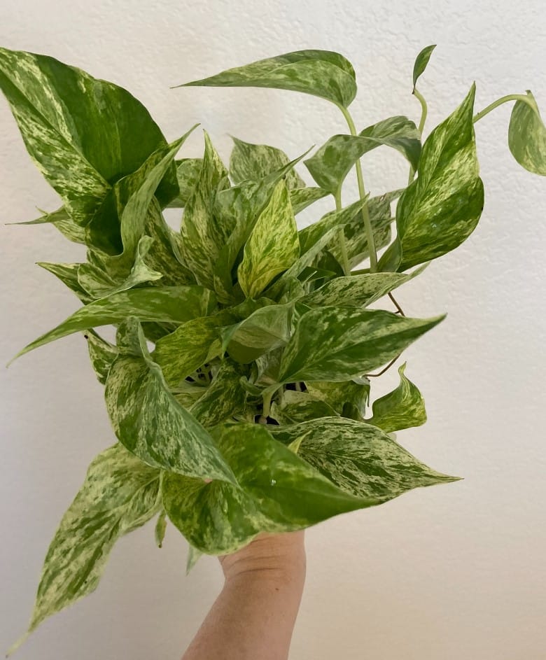 Customer photo review of Pothos Epipremnum aureum 'Marble Queen'
