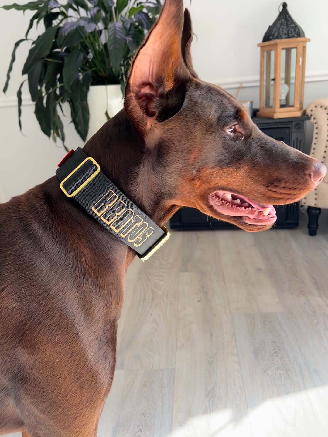 Customer photo review of 2" Tacti Luxe Dog Collar - Gold Noir