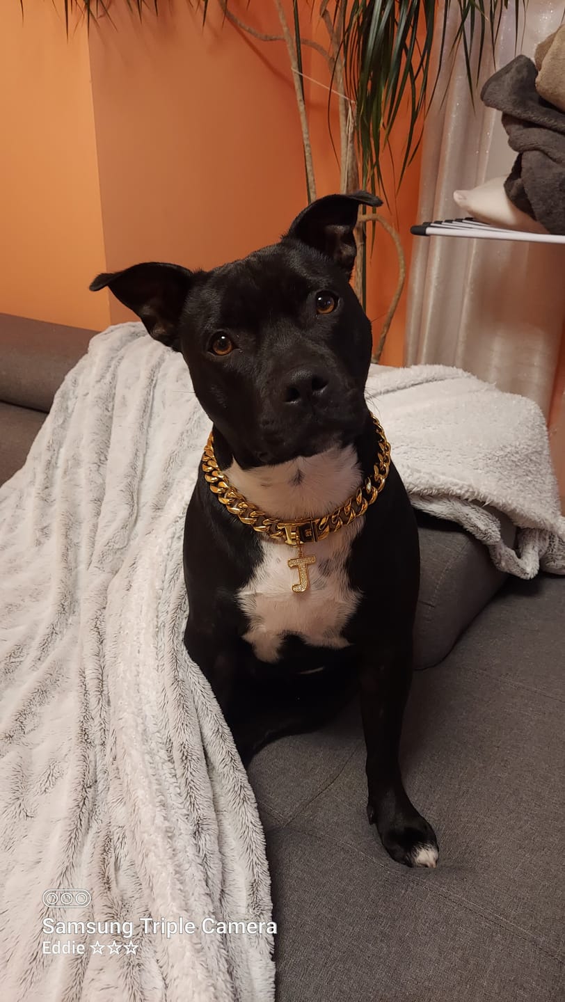 Customer photo review of Gold Chain Dog Collar 20mm