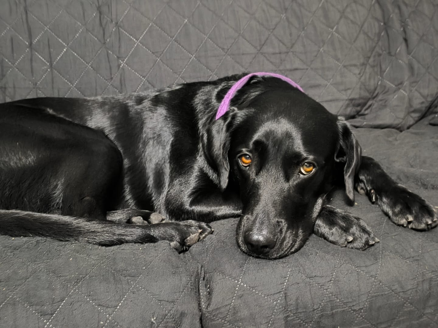 Customer photo review of Omegapet I Aceite de Sardina con Omega 3 para Perro y Gato. Contiene DHA y EPA