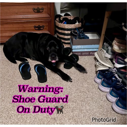 Customer photo review of German Shepherds