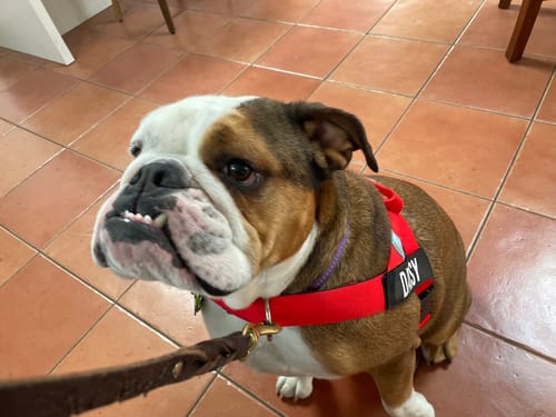 Customer photo review of No-Pull D-Ring Harness Attachment
