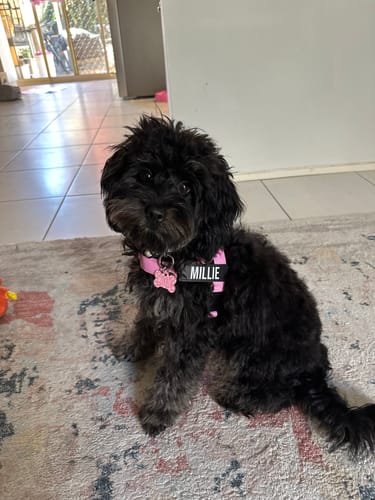 Customer photo review of Dog Harness
