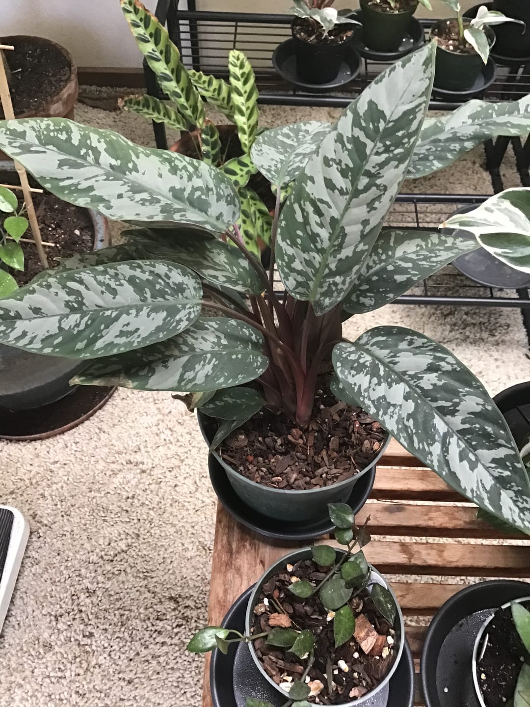 Customer photo review of Apoballis acuminatissima 'Lavallaei'