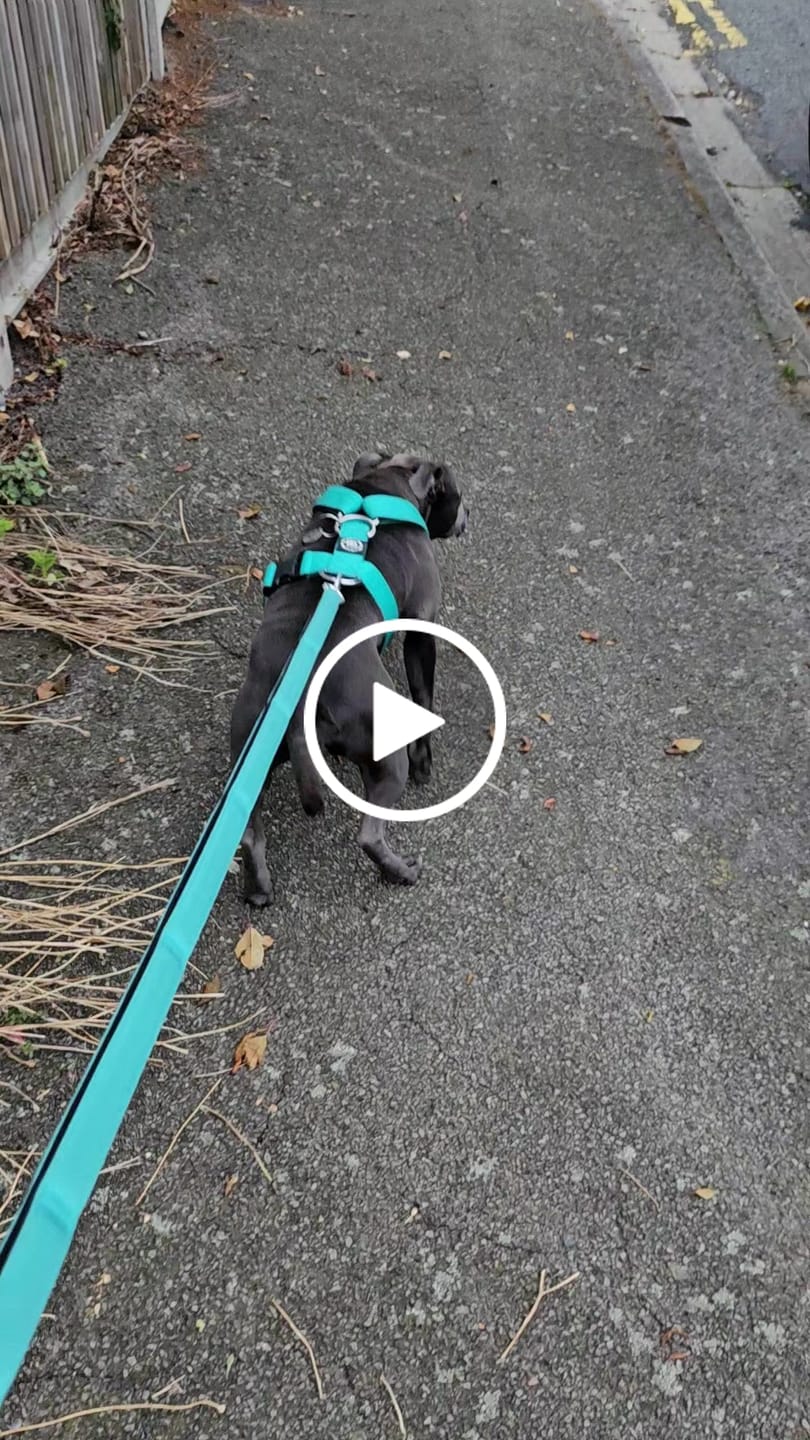 Customer video review of Training No Pull TRI-Harness® | M-XL Breeds - Light Blue