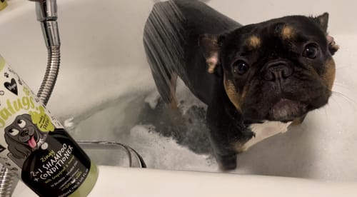 Customer photo review of Zingy 2 in 1 Shampoo + Conditioner with Grapefruit & Orange