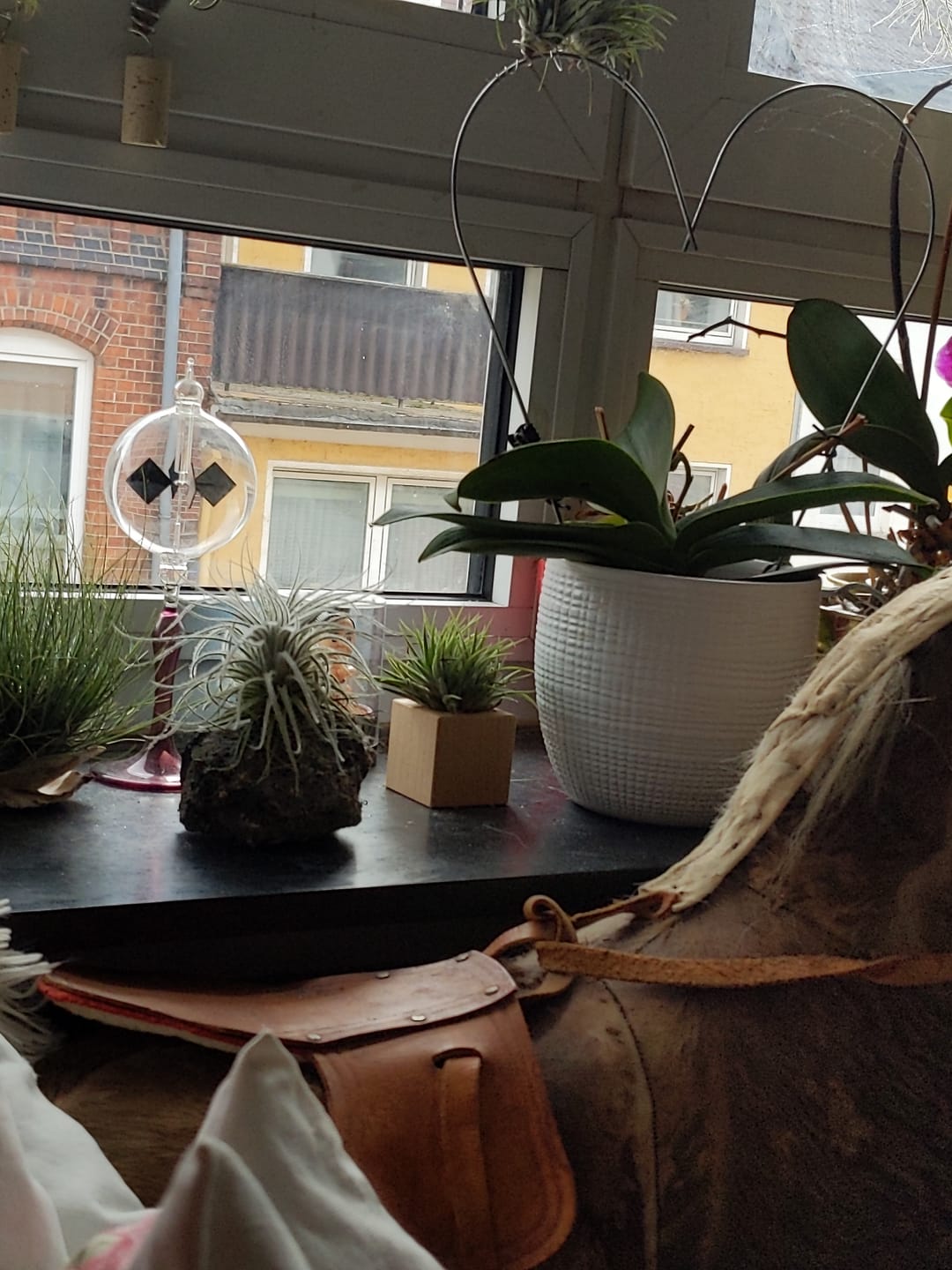 Customer photo review of Tillandsia tectorum "snow"