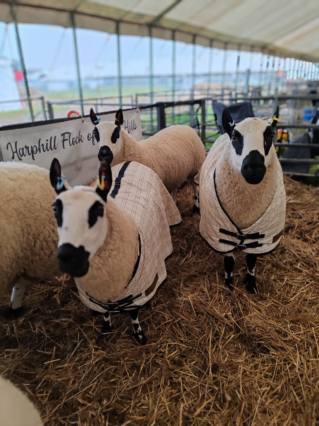 Customer photo review of Travel & Show Sheep Coat