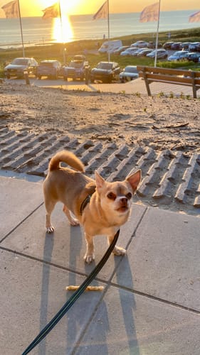 Kundenbewertung mit Foto zu BELISY Bachblüten Globuli für Hunde & Katzen - gegen Juckreiz - 10 g