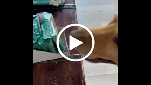 Customer video review of Faunakram - Mint Fresh Dental Sticks 7 stk. (BF 16/9)