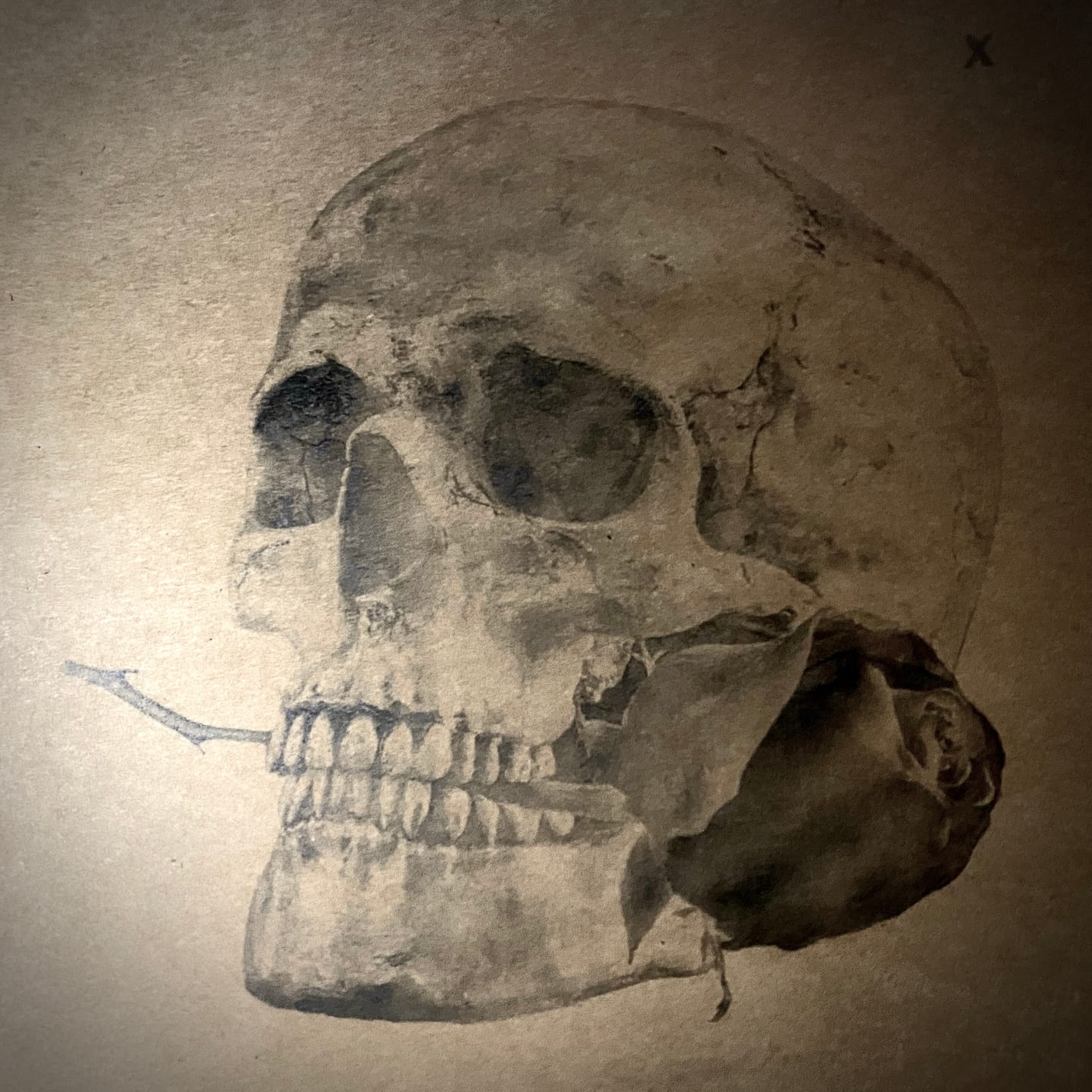 Customer photo review of Human skull with red rose- Airbrush Stencil