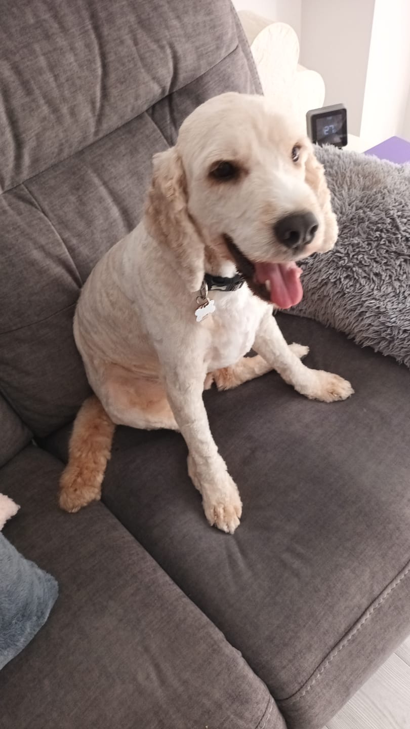 Customer photo review of No Shock, Stop Barking Bundle