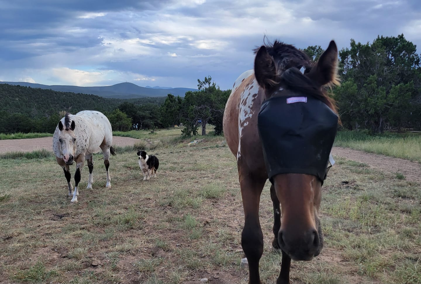 Customer photo review of EquiVizor Fly Mask - Standard