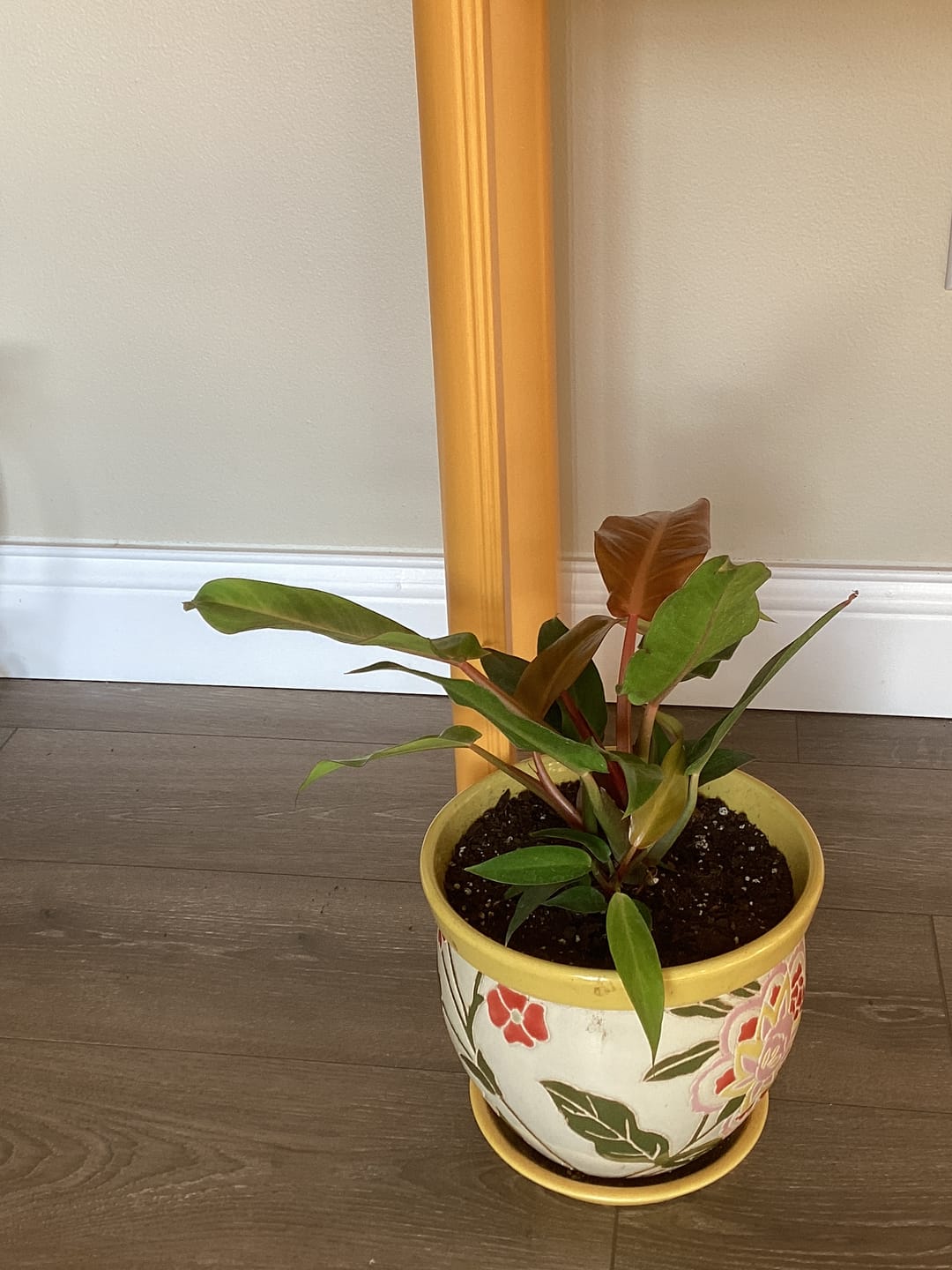 Customer photo review of Philodendron 'Sun Red'