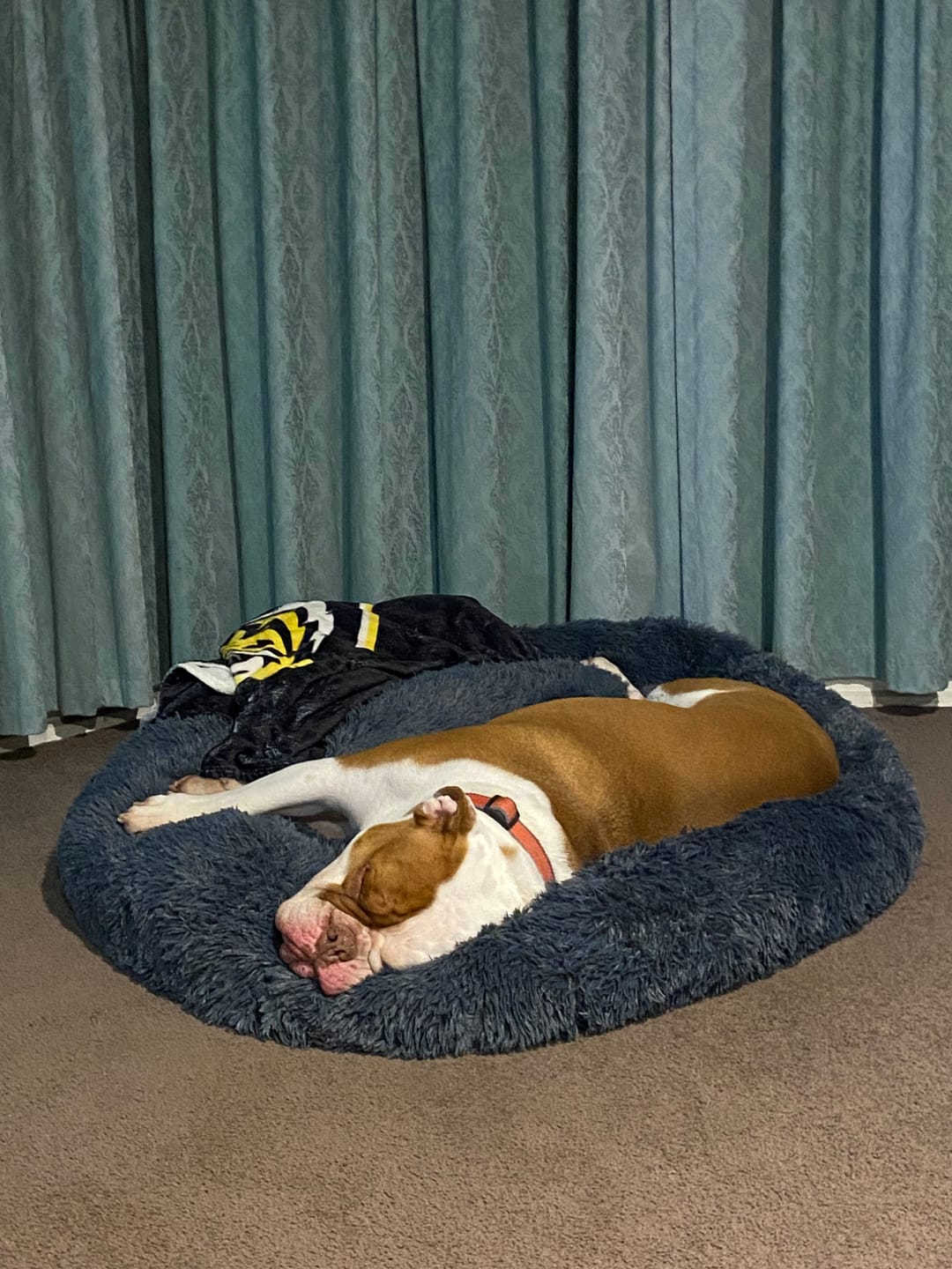Customer photo review of Calming Dog Bed
