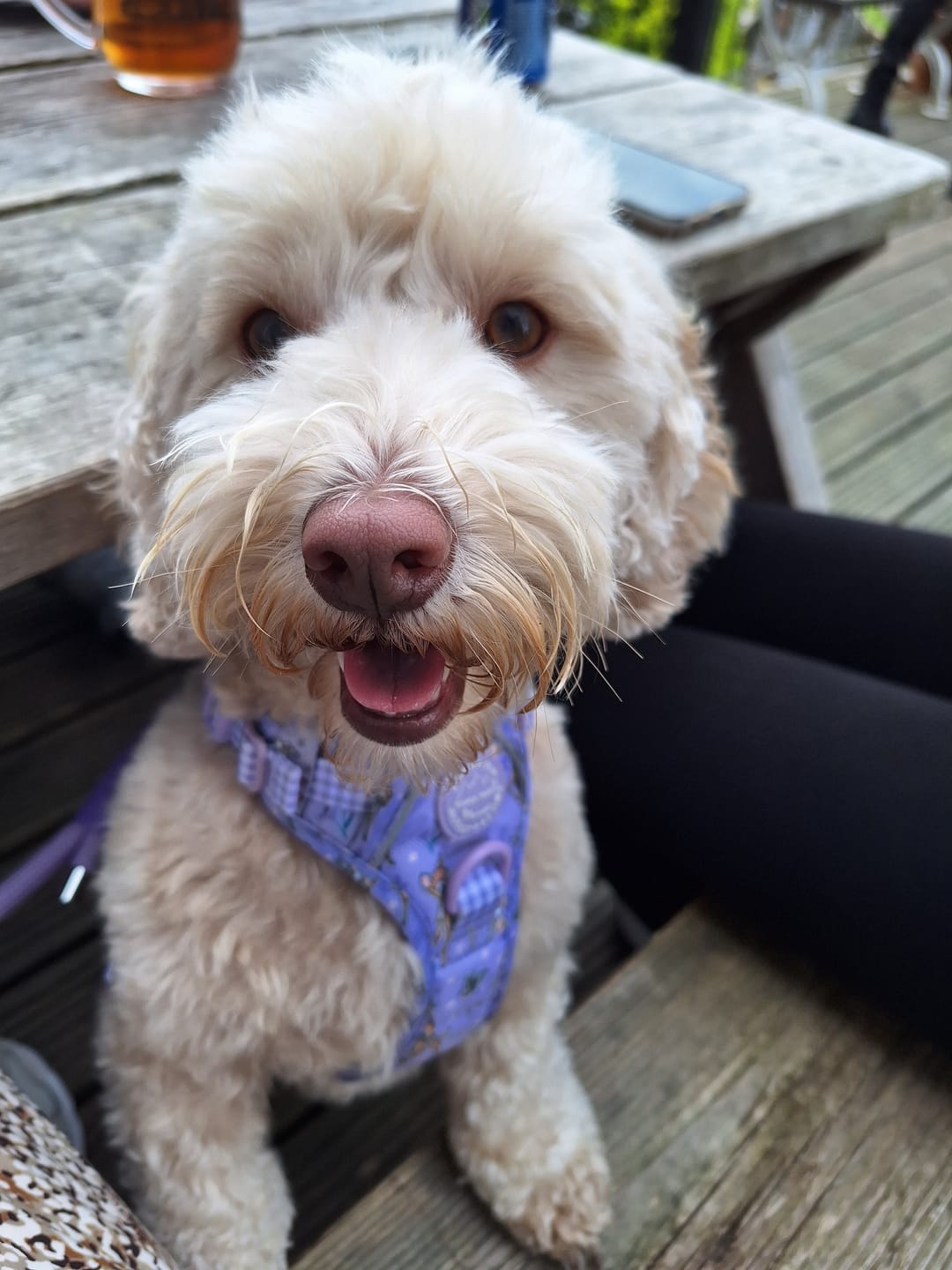 Customer photo review of Disney© Tough Trails™ Harness - Bambi + Friends Lilac