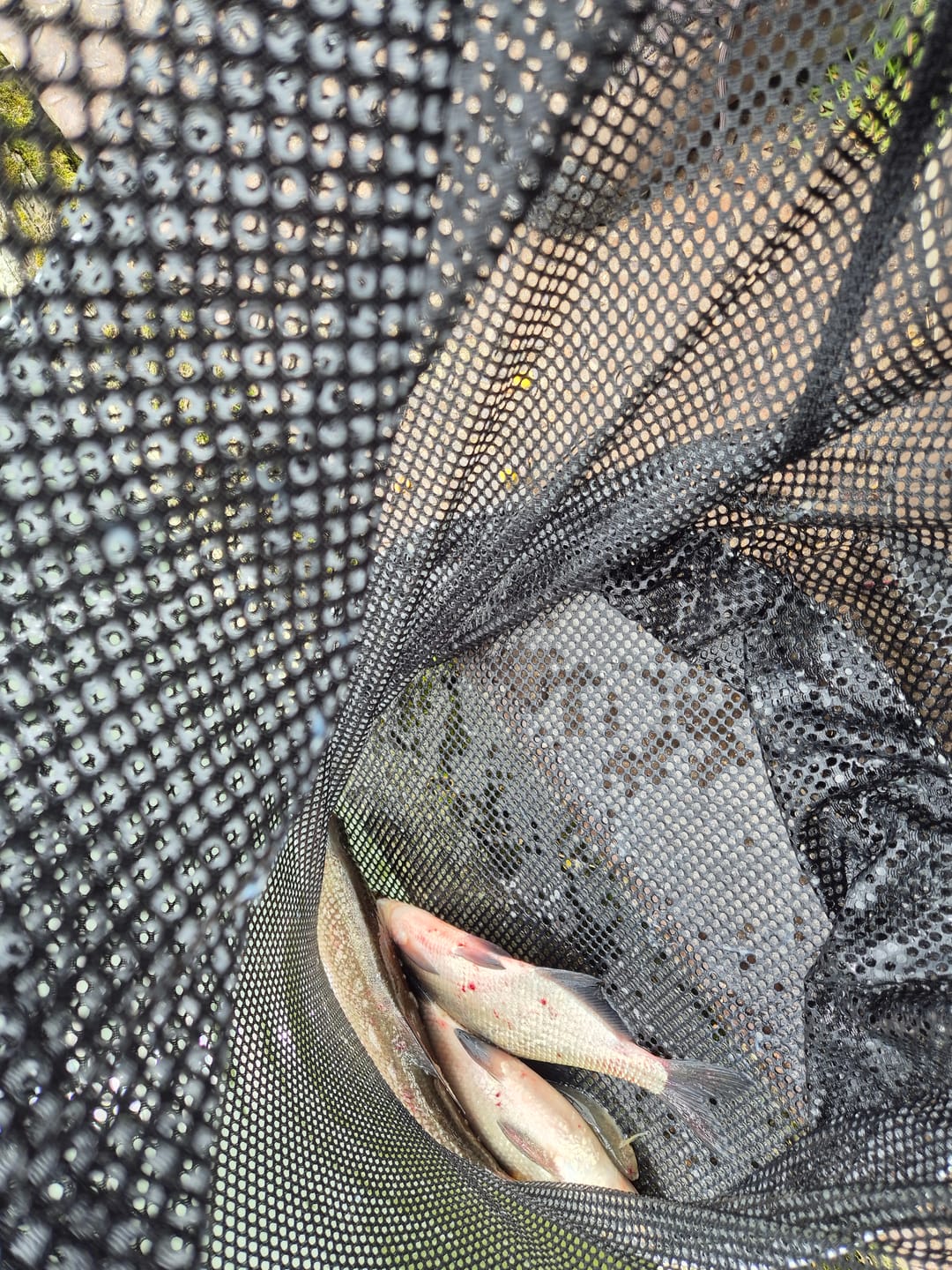 Customer photo review of PURE FLUOROCARBON 50m - 10 Opties