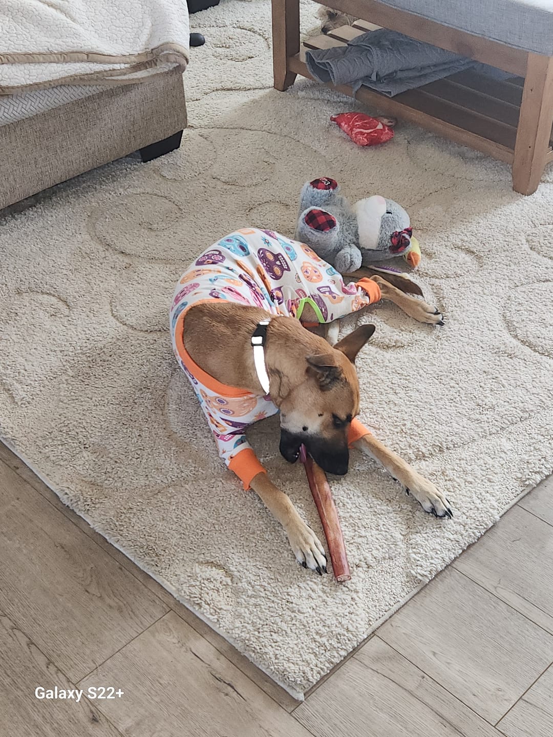 Customer photo review of Bully Bunches Puppy Pack