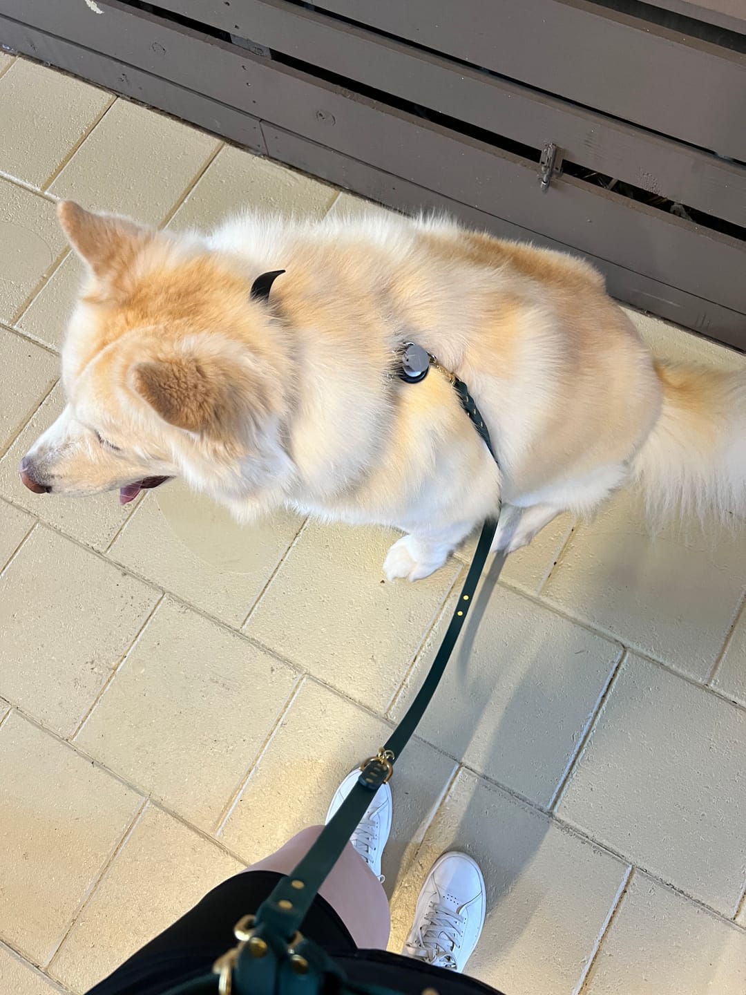 Customer photo review of Handsfree Leash Adapter