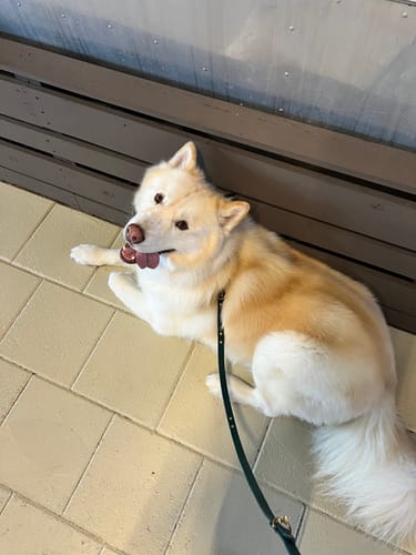 Customer photo review of Handsfree Leash Adapter