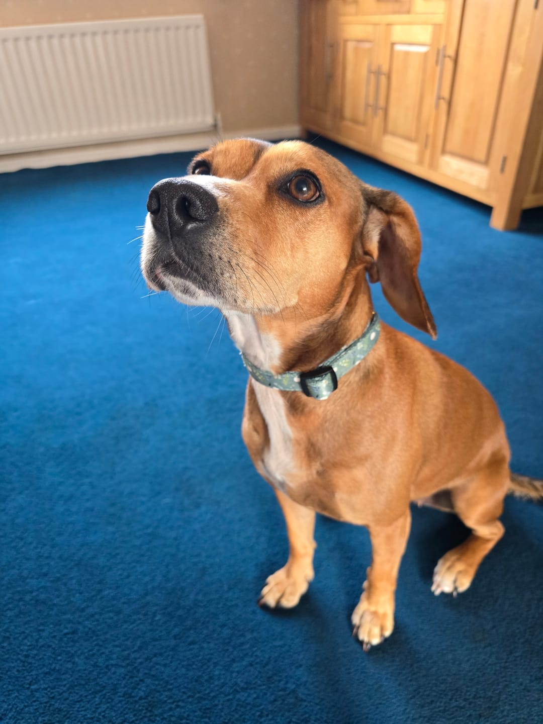 Customer photo review of Walk + Wear | Dog Collar | Botanical Garden