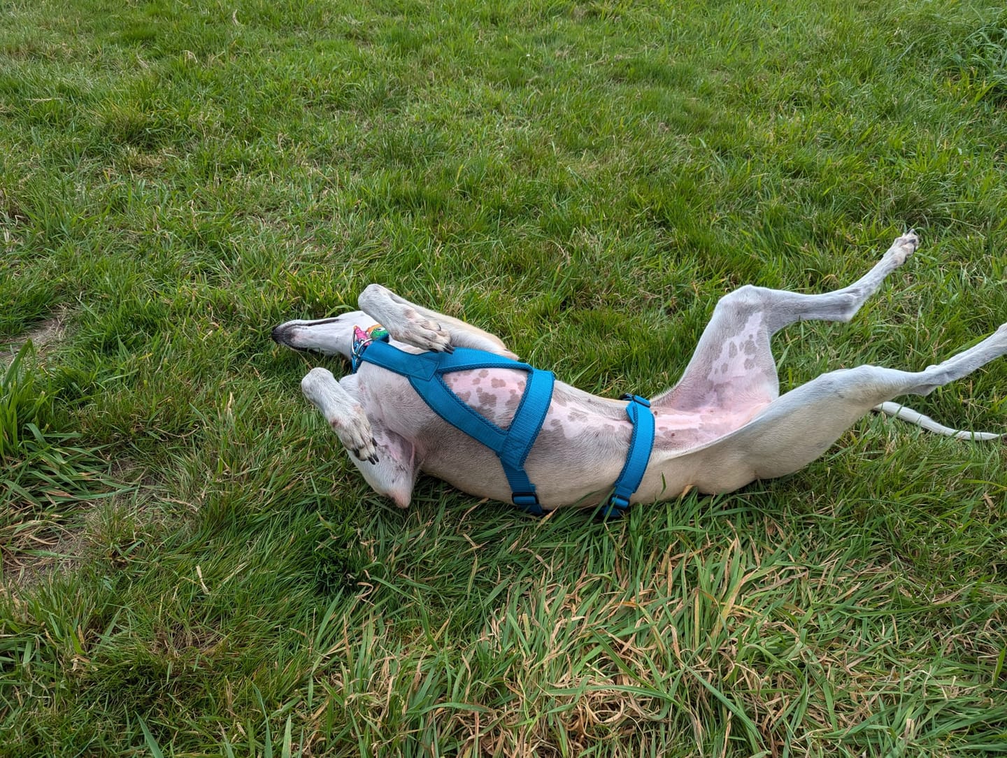 Customer photo review of Sicherheitsgeschirr FUN "Tropical Aqua"