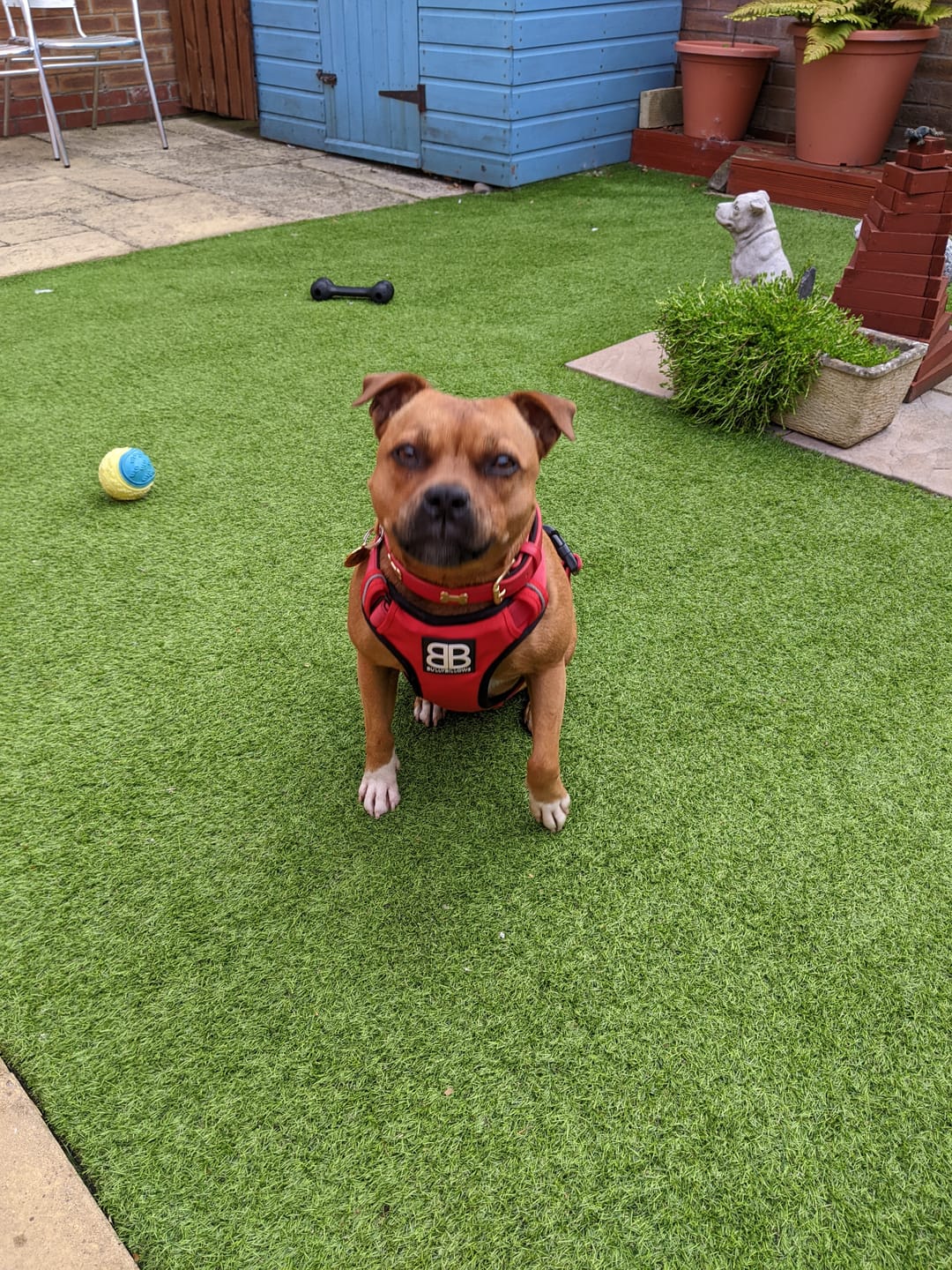 Customer photo review of Premium Comfort Harness | Non Restrictive & Adjustable - Red