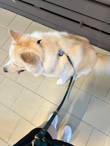 Customer photo review of Biothane Traffic Handle Dog Leash
