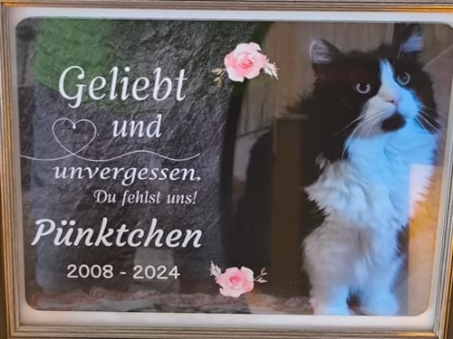 Customer photo review of Katzen Gedenktafel mit Foto & Spruch (UV- & Wetterfest)