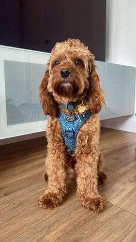 Customer photo review of Tough Trails™ Harness - Country Teal