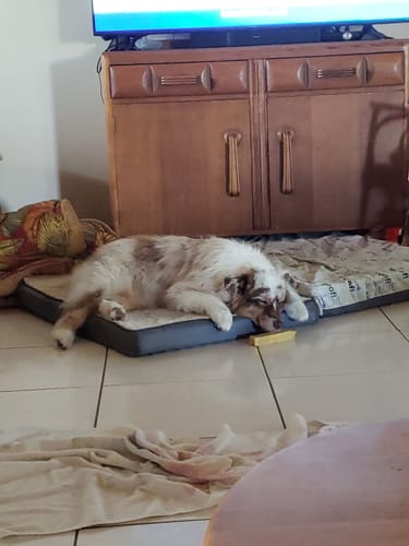 Customer photo review of TRADITIONAL HIMALAYAN YAK CHEWS | ALL SIZES