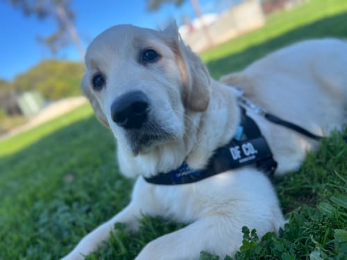 Customer photo review of Dog Harness