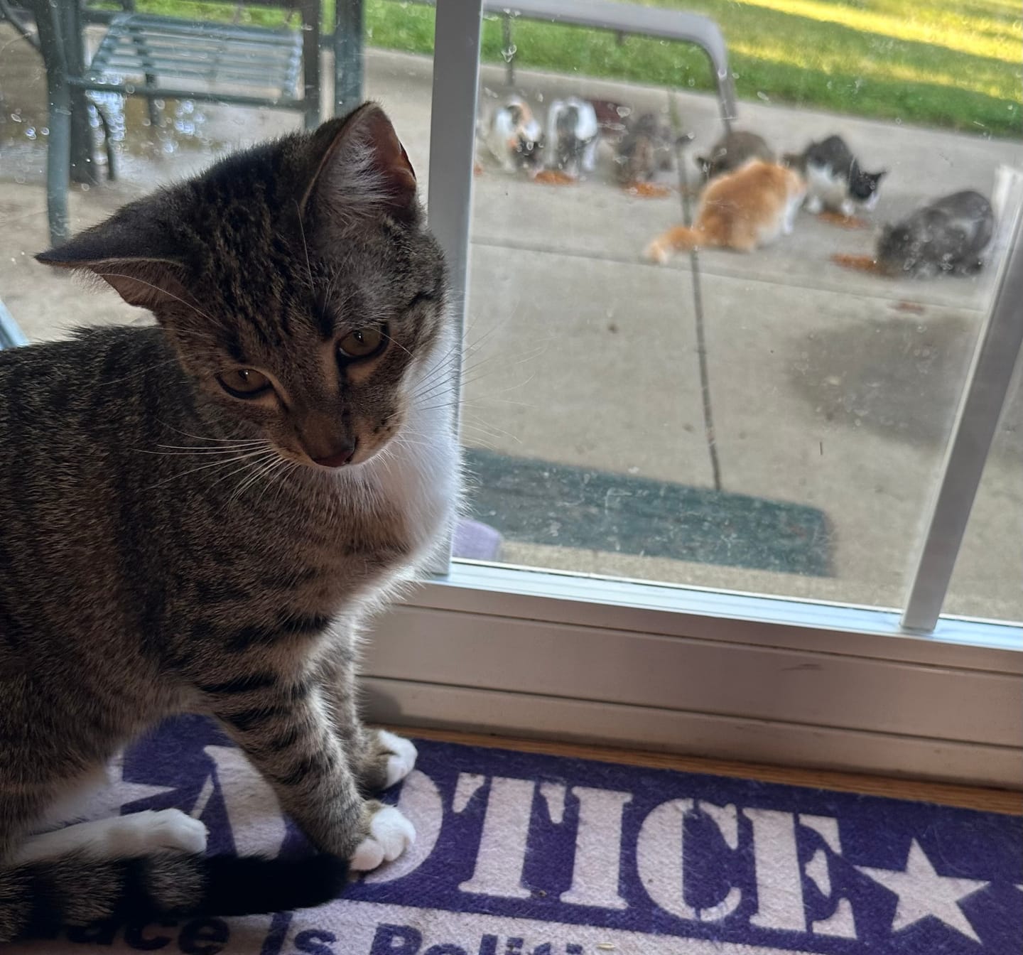 Customer photo review of ELS PET Mixed Cat Litter
