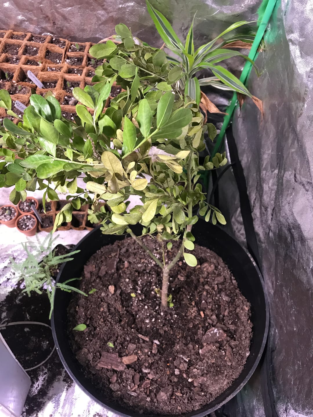 Customer photo review of Texas Mountain Laurel