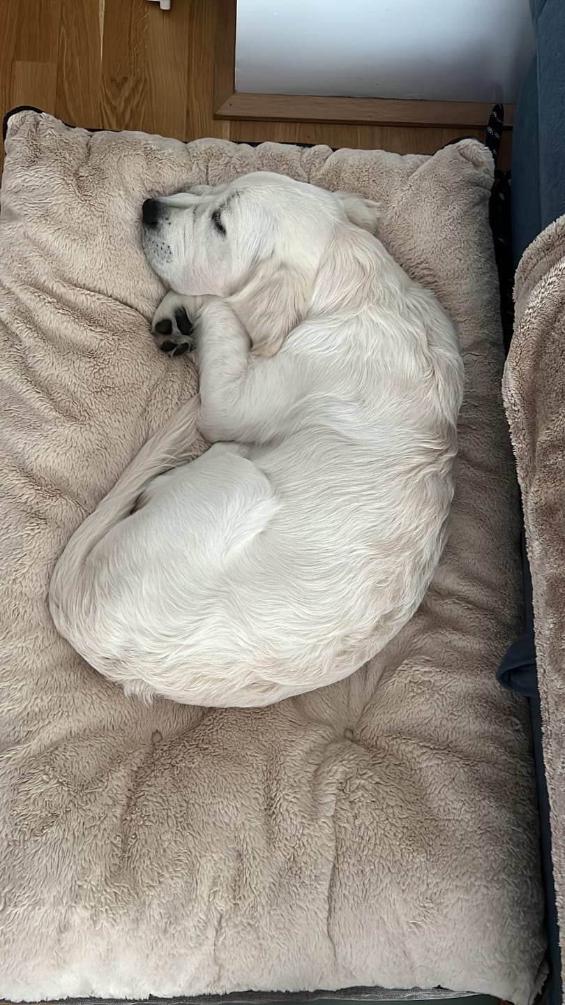 Customer photo review of Orthopädisches Hundekissen "Easy"