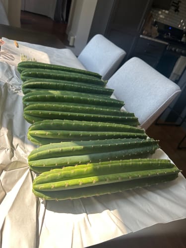 Customer photo review of San Pedro Cactus Cuttings | Echinopsis (Trichocereus) pachanoi Cuttings