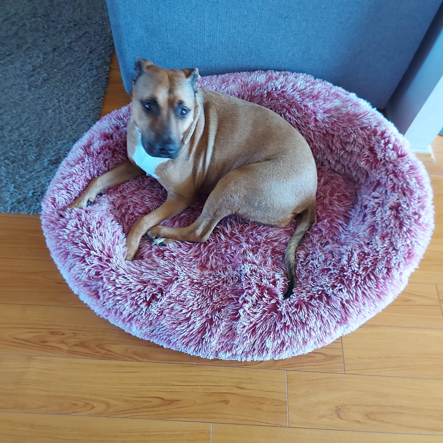 Customer photo review of Cover For PaWz Calming Pet Bed