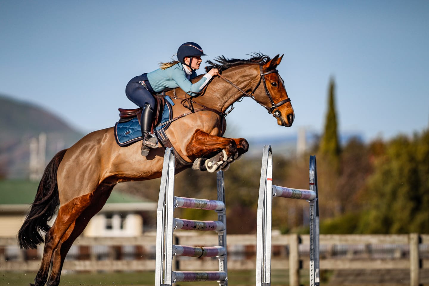 Customer photo review of Digestive RP - Sporthorse gut supplement
