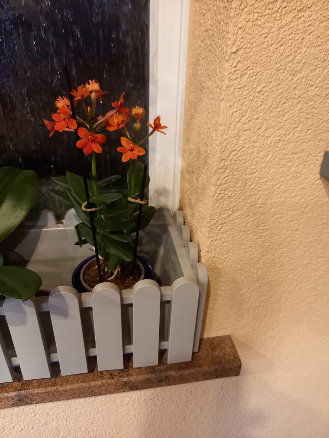 Customer photo review of Cocktail Orchideen im 2er Set mit Keramik