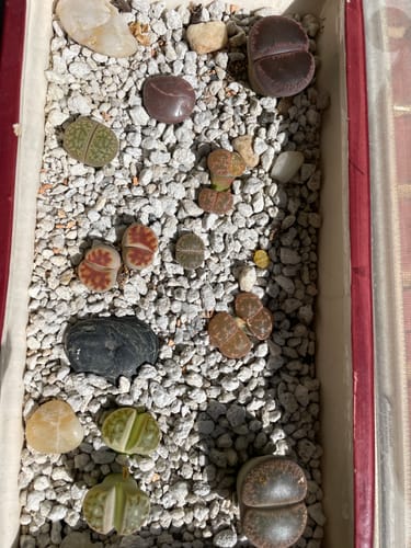 Customer photo review of Lithops | Living Stones
