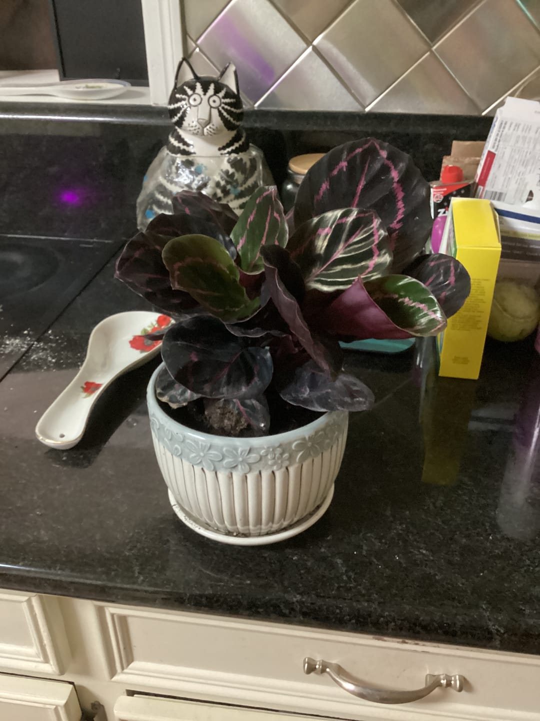 Customer photo review of Calathea roseopicta 'Dottie'