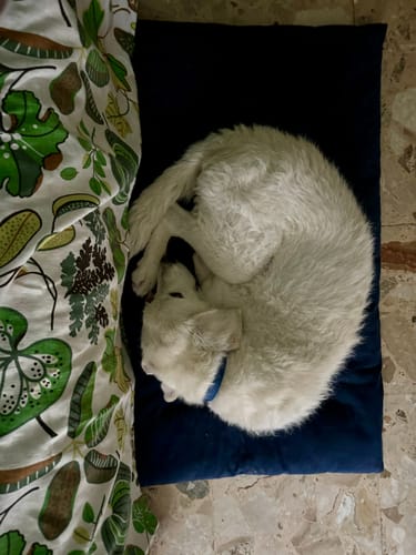 Customer photo review of Trapuntina Quadro Cotone Siena