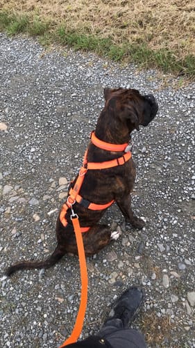 Customer photo review of Premium Hundehalsband gepolstert