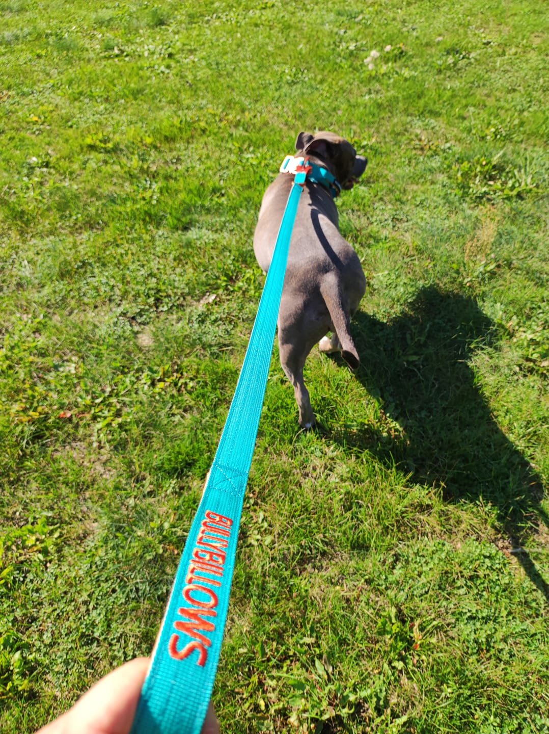 Customer photo review of 1.4m LIGHTER Swivel Combat Lead | Neoprene Lined, Secure Rated Clip with Soft Handle - Turquoise & Orange