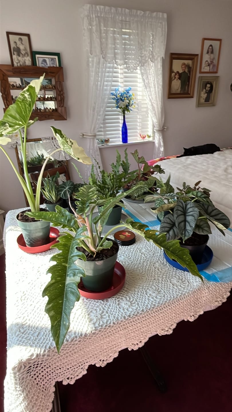 Customer photo review of Philodendron Ring of Fire Variegated