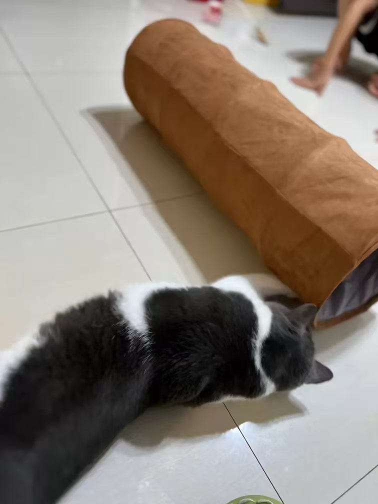Customer photo review of Foldable Cat Tunnel Toy - With Peephole & Interactive Ball