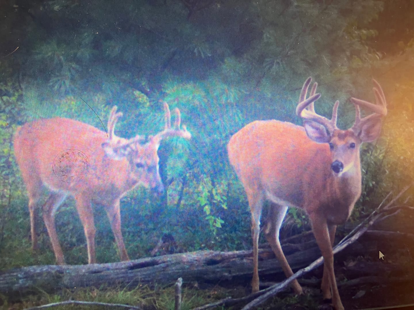 Customer photo review of Stockpile™ Deer Block