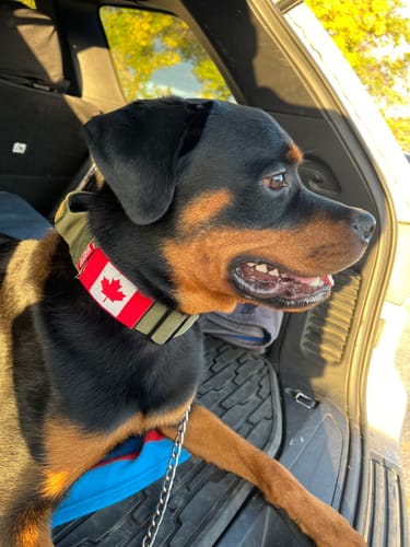 Customer photo review of 2" Tactik Dog Collar - Olive