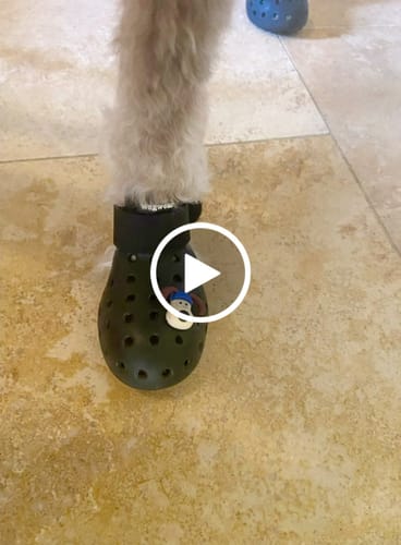 Customer video review of WagWellie® Mojave Single