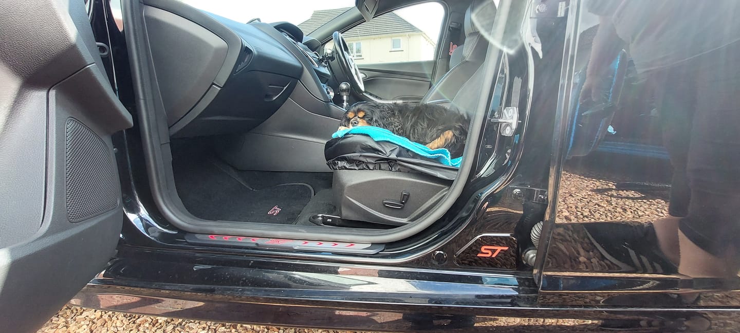 Customer photo review of Mk3/3.5 Focus Door Sill Plates - RS ST ST-Line